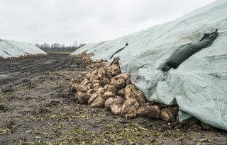 Cosun waarschuwt voor kans op lichte vorst