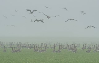 Faunabeheer in provincie Drenthe ligt onder vuur