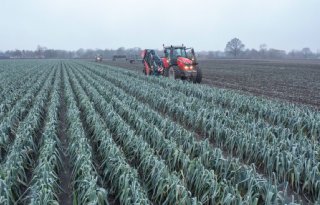 Prei moet er voor de vorst uit