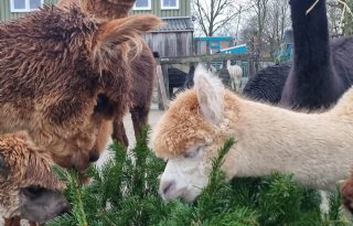 Alpaca's doen zich tegoed aan afgedankte kerstbomen