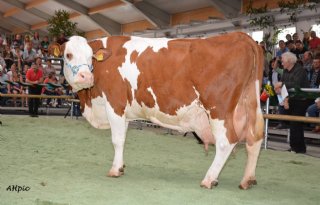 Oudste Fleckvieh-koe van Duitsland overleden