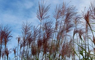 Bedrijven werken samen aan nieuwe ontwikkelingen voor teelt miscanthus