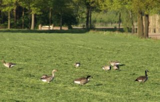 Vogelgriep treft opnieuw veel wilde vogels