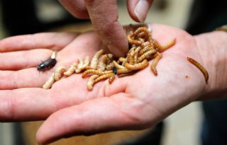 WUR: vier niet toegestane reststromen geschikt als insectenvoer