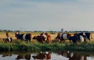 Wethouder stapt op na pachtrel, Rummenie doet oproep aan gemeente