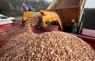 Loonwerker Vis plant eerste plantuitjes in bekwame grond