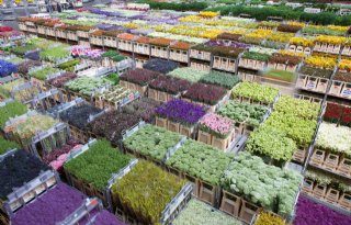 Omzet FloraHolland in november toch weer lager