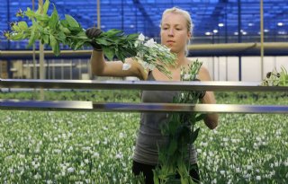 Groei van lisianthusteelt in Nederland niet waarschijnlijk