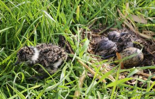 Slecht weidevogelseizoen in West-Groningen