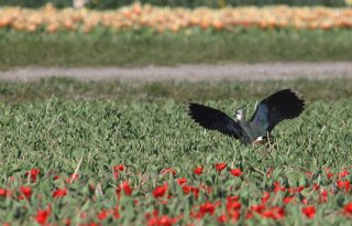 Actieplan moet akker- en weidevogels in Flevoland op hoger peil brengen