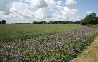 Pilot Noordwest-Nederland: maatwerk stuwt draagvlak ecoregelingen