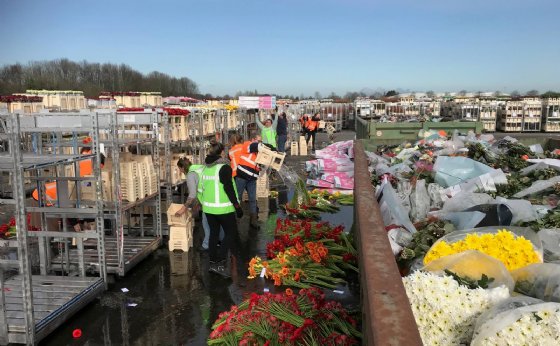 Verlies FloraHolland Komt Tussen 5 En 10 Miljoen Euro Uit - Nieuwe Oogst