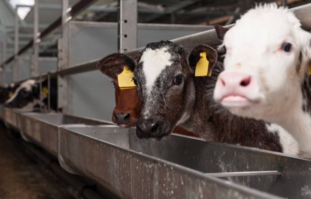 Raad Van State Laat Uitbreiding Intensieve Veehouderij Bij Veluwe Toe ...