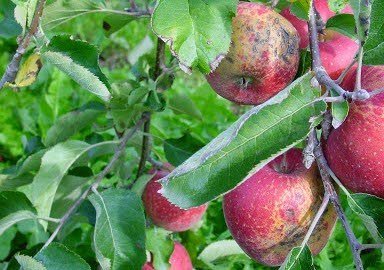 Biomiddel tegen appelschurft op komst - Nieuwe Oogst