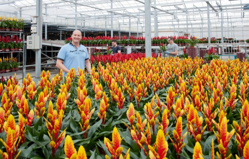 Bromelia Populair Als Cadeauartikel Nieuwe Oogst